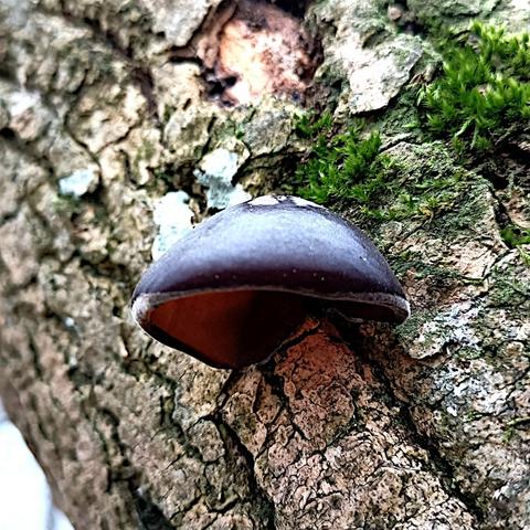 der selbe pilz, anderer ausschnitt, detailansicht. diesmal ist nur der eine vordere pilzfruchtkörper im bild mit etwas rinde und moos drumherum