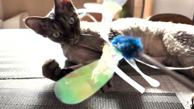 デボンレックス猫と猫じゃらしで遊びました(Playing with Devon Rex cat using a cat toy)