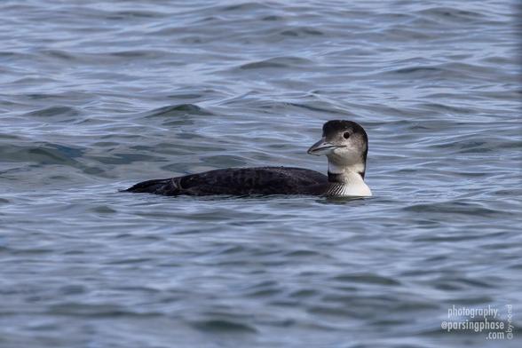 Floating low in the water, a dark-blacked loon with a white breast glances towards the camera.