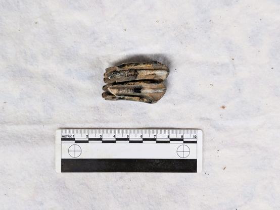Bison tooth