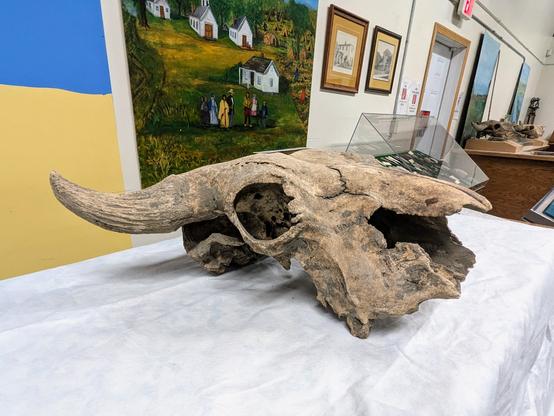 Bison skull