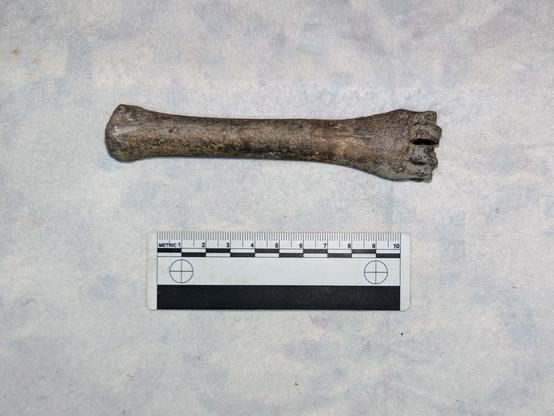 Possible sheep metacarpal.