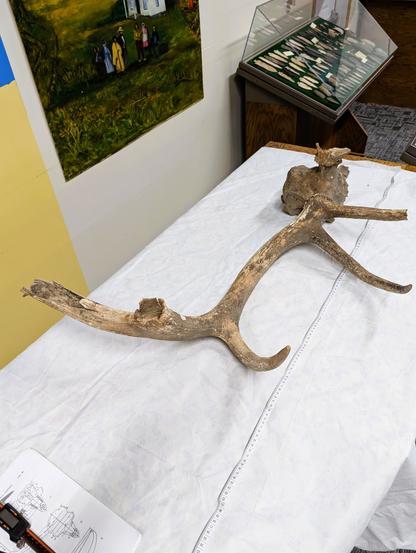 Elk antler and partial skull