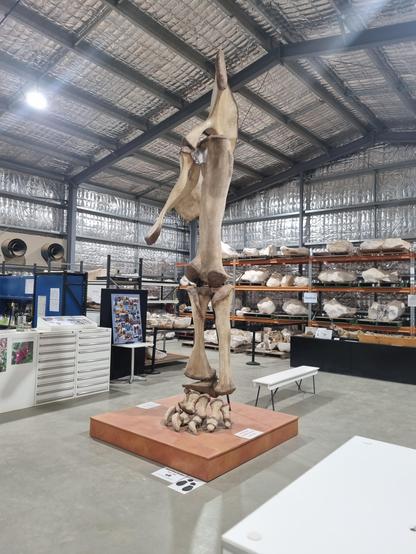 A replica leg, showing how high the hip and pelvis is