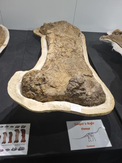 Holotype Femur on display in Eromanga