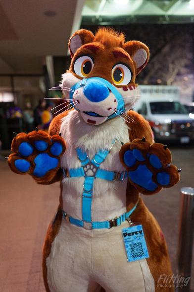 Percy the Otter fursuit wearing a harness and halter, showing his paws.