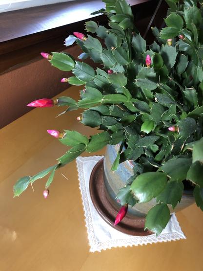 A Christmas cactus with many bright pink buds on a wood table.