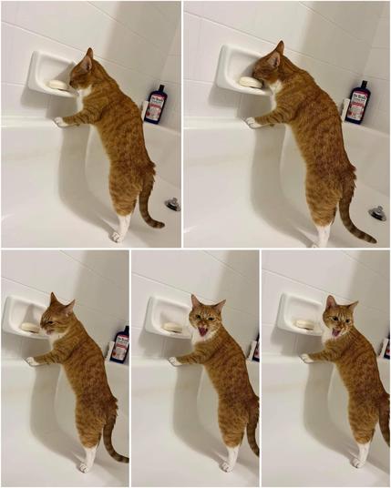 A collage of five photos of an orange cat chomping into a bar of soap in the shower, then immediately regretting doing so.