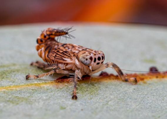 Unknown species of leafhopper with a curled tail with spiky hairs. Brunotartessus sp., on a eucalyptus leaf.