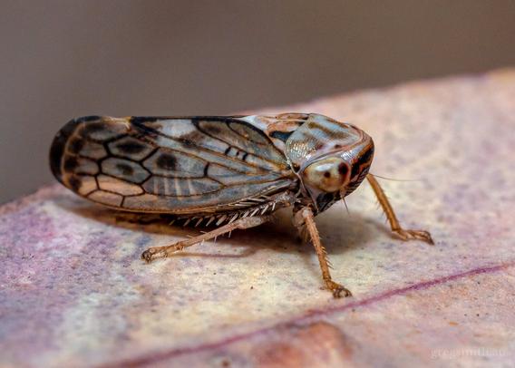 Unknown leafhopper in its winged instar, Brunotartessus sp., on a eucalyptus leaf.