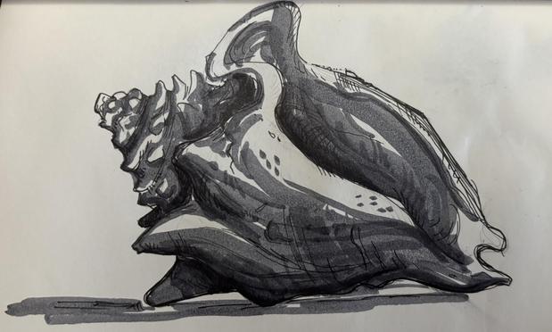 Drawing of a conch