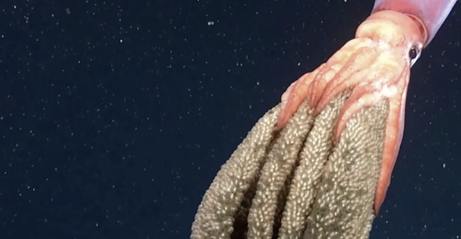 underwater photo of a large squid with eggs between its arms
