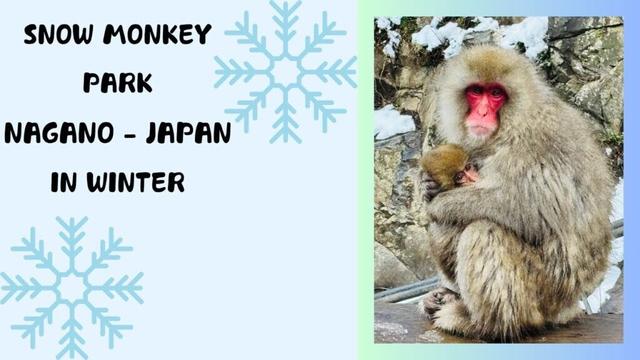 Japanese Snow Monkey Park | Winter trip to Nagano Japan