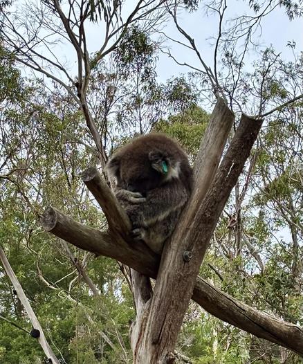 A sleeping koala at the Philip Island preserve.