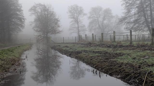 Bäume im Nebel.