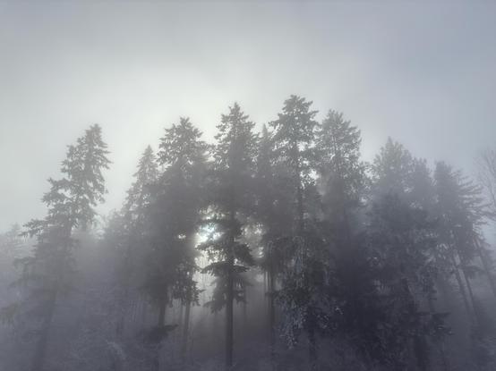 Trees in the fog.