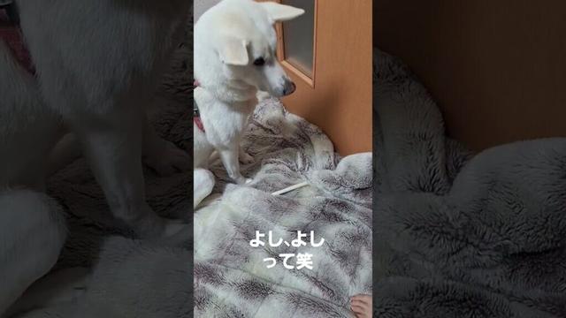 しつけ#Short#shortsvideo #紀州犬#息子