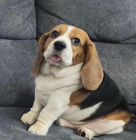 Foto de un perrito muy pequeño y gordito sentado en un sillón