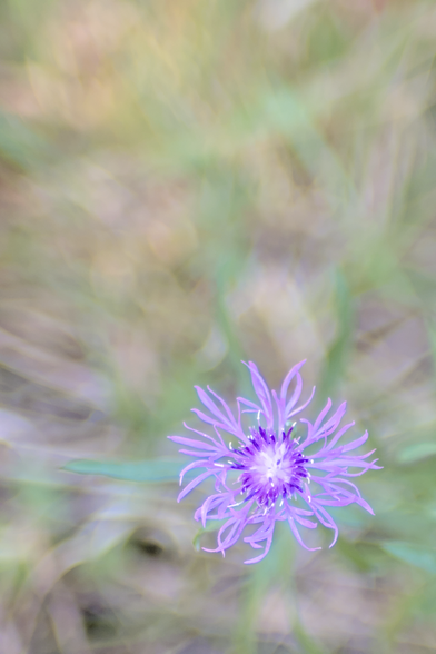 A close-up photograph of a delicate purple wildflower taken at Hartwick Pines State Park in Michigan. The flower features thin, wispy petals radiating outward from a vibrant, darker purple center. The background is softly blurred, showcasing warm tones of green and beige.