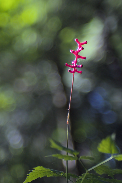 A close-up photograph of a vibrant red plant stem with uniquely spaced black-tipped nodes, taken at Hartwick Pines State Park in Michigan. The stem is sharply focused against a softly blurred background of green and yellow hues, creating a dreamy bokeh effect. Delicate cobwebs are visible on the stem, adding an intricate detail to the composition. Below, green leaves partially frame the bottom of the image.