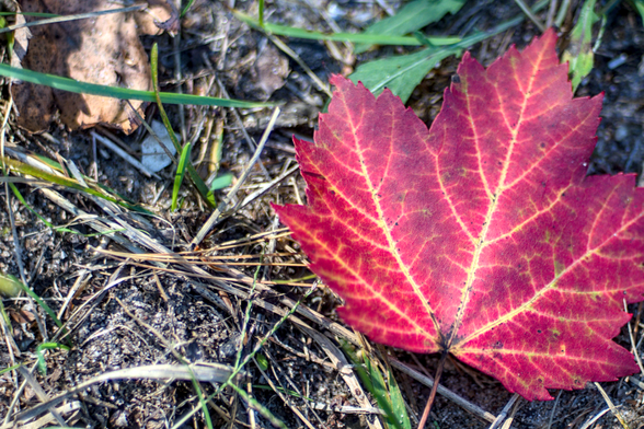 A close-up photograph of a vibrant red maple leaf resting on the forest floor at Hartwick Pines State Park in Michigan. The leaf features intricate yellow veins, creating a striking contrast against its red surface. Surrounding the leaf are patches of dry soil, brown pine needles, and scattered green grass blades, highlighting the natural textures and colors of the forest floor in early autumn.