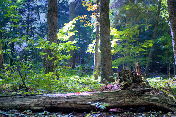 A serene woodland scene at Hartwick Pines State Park in Michigan, featuring a sunlit forest floor covered with lush greenery and scattered fallen leaves. A moss-covered tree stump sits prominently in the foreground, alongside a decaying log, adding texture and depth to the composition. The tall trees, with sunlight filtering through their leaves, create a dappled light effect, illuminating patches of the vibrant foliage. The dense forest in the background fades into soft shadows.