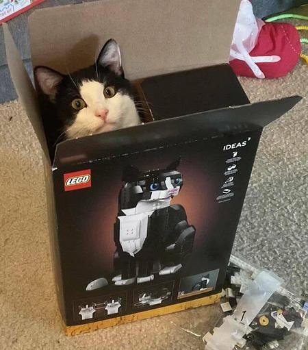 A full scale completed cat emerging from a LEGO box