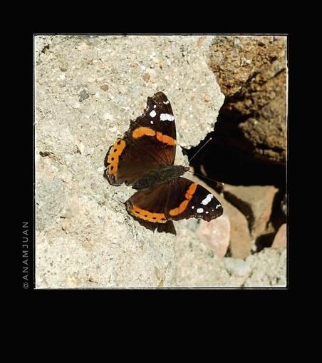 Mariposa marrón con dibujos de colores naranja y blanco posada sobre un muro