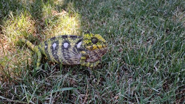 An Oustalet's chameleon (Furcifer oustaleti) on a patch of green grass in Antananarivo, Madagascar. The chameleon has a textured body with vibrant yellow and green coloration, white spots along its sides, and a ridged head