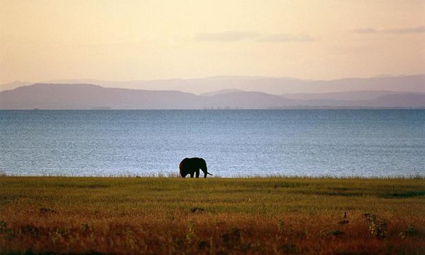 Un elefante recorre una orilla del lago Kariba. (De Agostini via Getty Images)