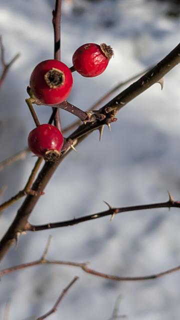 Bacche rosse su un ramo spoglio e, in sottofondo, la neve.