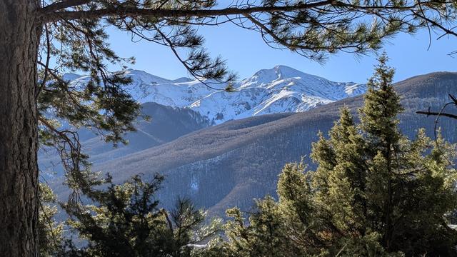 Rami di pino spuntano da un tronco. Sullo sfondo una montagna innevata.