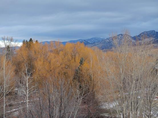 Yellow Aspen trees with mountains in the background. There is spotty snow cover on the mountains. The sky is kind of overcast.