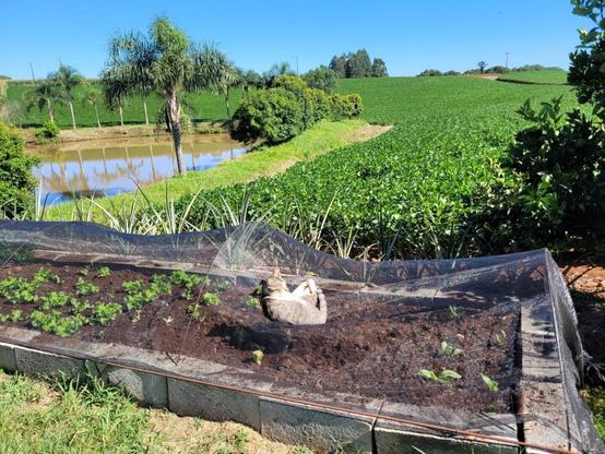 Daytime photo of a striped tabby cat with beige, black, and white fur, lying comfortably on a net stretched over a small lettuce garden bed. The garden has young lettuce plants, and the net serves as a sunshade. In the background, there is a scenic farm view with trees, a pond, and green soybean fields under a clear blue sky. Pipoca, Meme's sibling, looks completely relaxed.