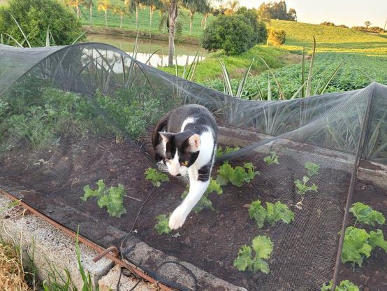 Meme, the black and white tuxedo cat, walks on the shade cloth over the small lettuce garden.