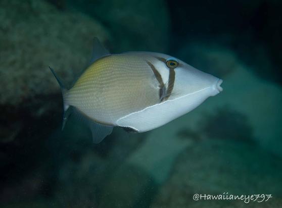 A light-colored fish marked with two scythes over its eyes and gills, and shaded yellow towards its rear.