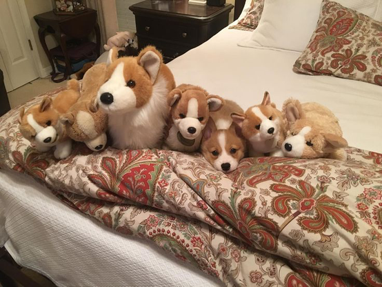 Imposter corgi among stuffed animals