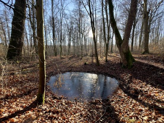 Eine vereiste Lacke mitten im sonnendurchfluteten  laublosen Wald. Am Boden goldbraunes Laub.