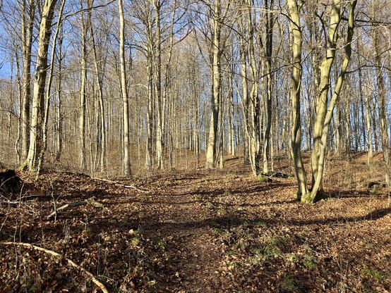 Ein sonnendurchfluteter laubloser Wald.  Am Boden goldbraunes Laub.