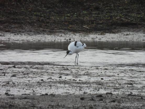 A bright white avocet picking its way along the edge of the water in a muddy tidal scrape. It is bent over ready to poke its bill into the mud, its black cap and wing markings contrasting with the rest of its feathers and the grey-brown of the background.
