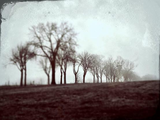Leben im Nebel. Foto: Hufner