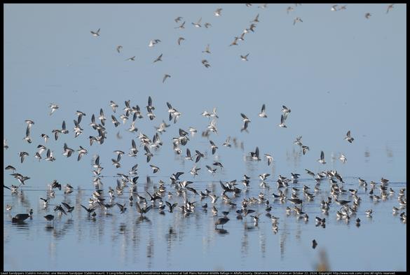 There are many Least Sandpipers (Calidris minutilla), one Western Sandpiper (Calidris mauri), and three Long-billed Dowitchers (Limnodromus scolopaceus) in this phioto I made at Salt Plains National Wildlife Refuge in Alfalfa County, Oklahoma, United States on October 22, 2024. The distance from camera to birds was about 250 or 300 meters.