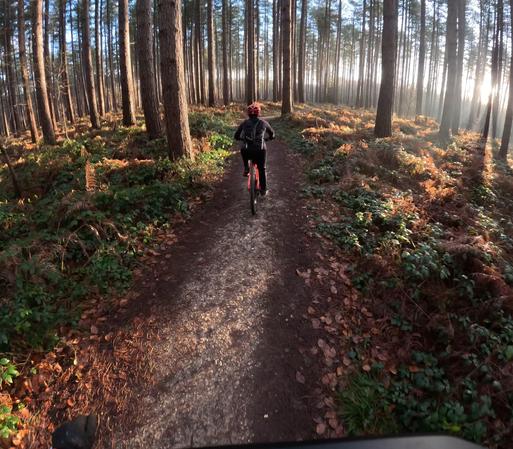 Arbara vojeto, estas multaj rektaj arboj kaj bela sunlumo. Antaŭ vi estas oranĝkolora/ruĝa biciklo la biciklisto portas nigrajn vestaĵojn kaj ruĝan kaskon