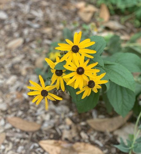 A cluster of five black-eyed susan blooms (slender golden yellow petals surrounding a blackish-brown domed center) against a background of their green leaves, mulch, and a few dried leaves on the ground.
