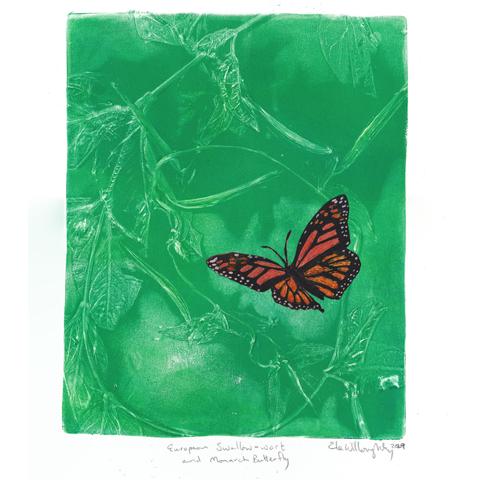 print on 11” x 14” paper with a gel plate print in green with swirling dog-strangling vine with leaves and pods along with a flying linocut monarch butterfly in tints of orange, white and black. The monarch looks surrounded and the intent is for the green and the vine to look threatening like it is being encircled. It’s titled “European swallowwort and monarch butterfly,” signed Ele Willoughby and dated 2024.