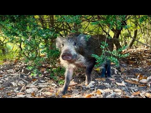 猫たちと散歩休憩してたらイノシシ出てきた