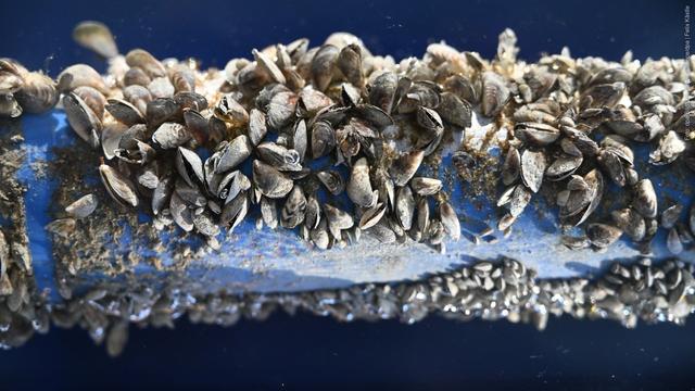 Ein Rohr, das mit Quagga-Muscheln befallen ist, wie es im Bodensee immer mehr vorkommt. (Foto: dpa Bildfunk, picture alliance/dpa | Felix Kästle)