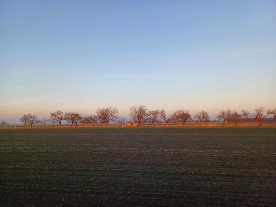 The horizon before sunset. You can see the dark ground, the still blue sky and a row of trees.