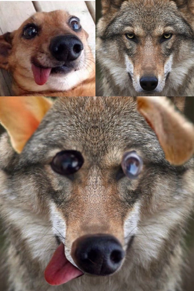 A goofy dog, a wolf, a photoshop of the two combined.