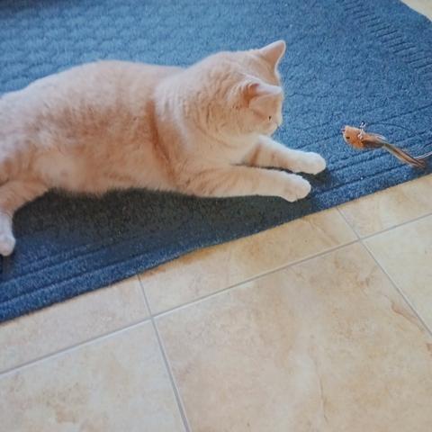Beige tabby on the left lying prone (on a blue carpet) with his paws in front of himself, looking at a toy bird on the right, hanging from a flexible wand.